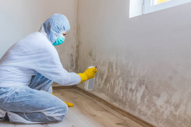Licensed Mold Inspection service in Arlington, GA - WQB Mold Removal